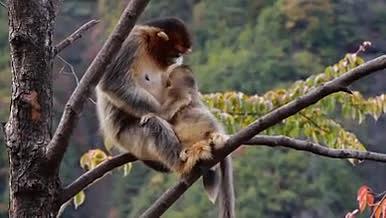 金丝猴小猴和母猴拥抱哺乳喂奶树木森林视频的预览图
